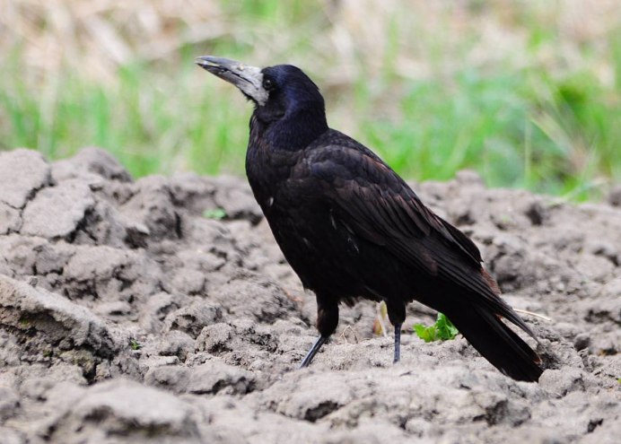 Белоносый Грач