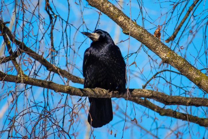 Грач фото птицы