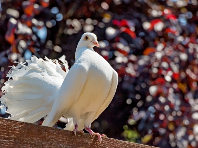 Кишдаги кушлар