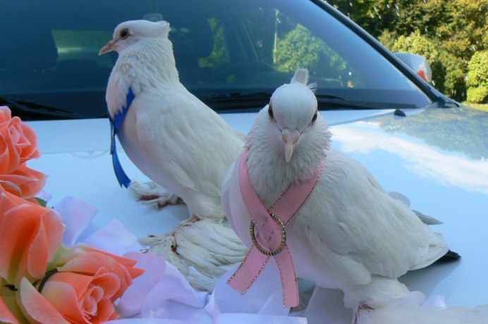 Свадебные птицы