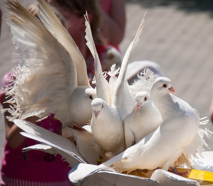 Стая белых голубей