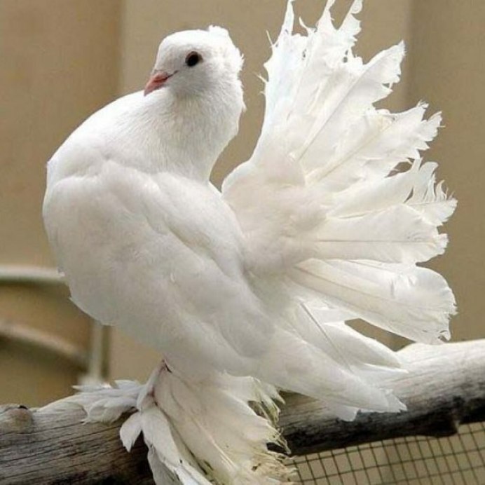 Голуби породы Павлин
