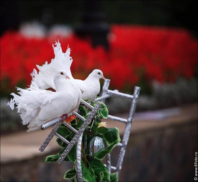 Голуби в цветах