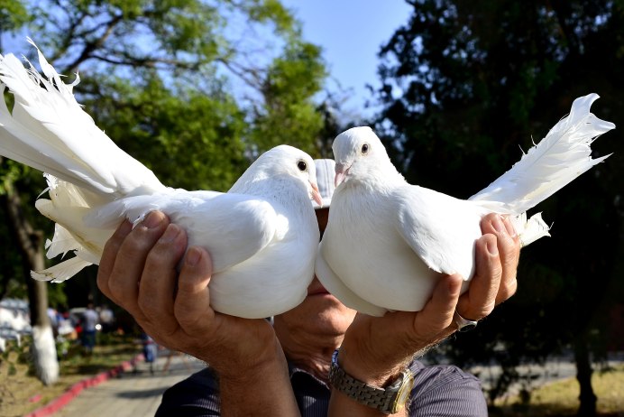 Ручной голубь