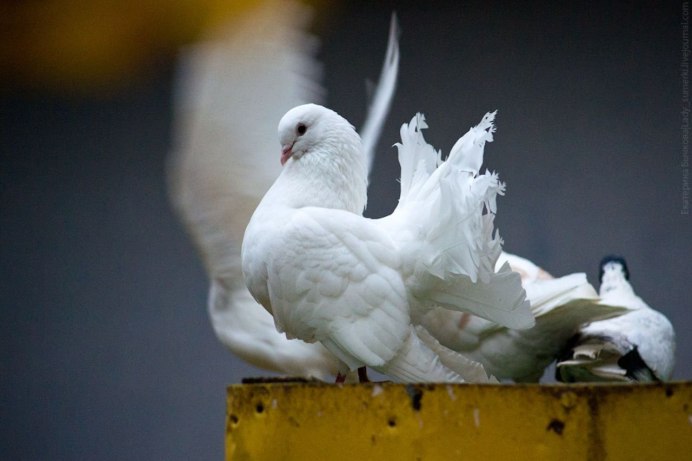 Красивый белый голубь
