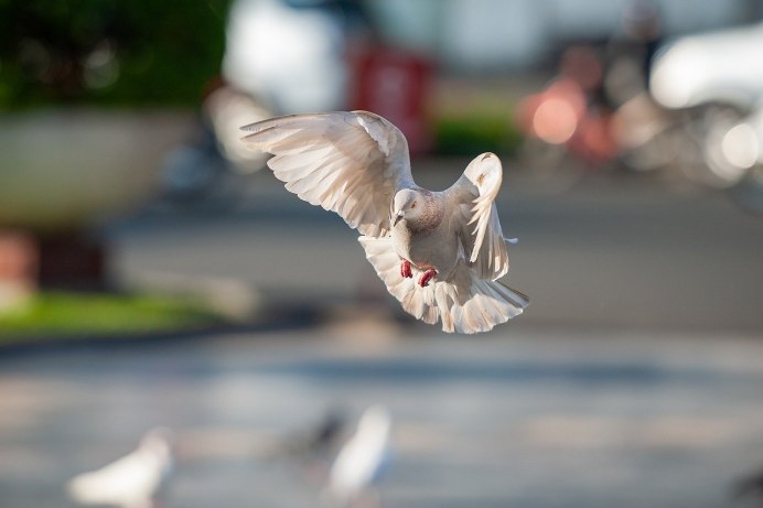 Голубь взлетает