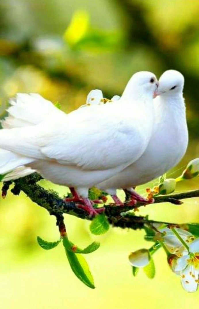 Красивые голубки