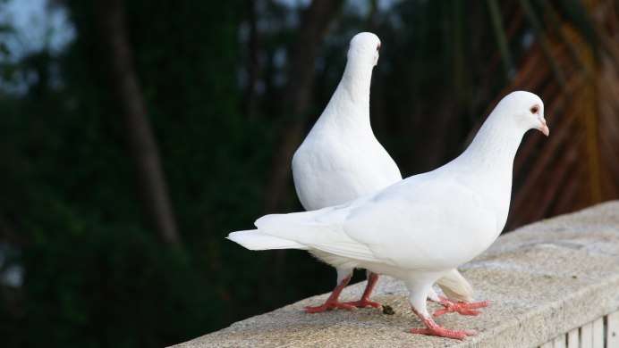 Ок Кабутарлар