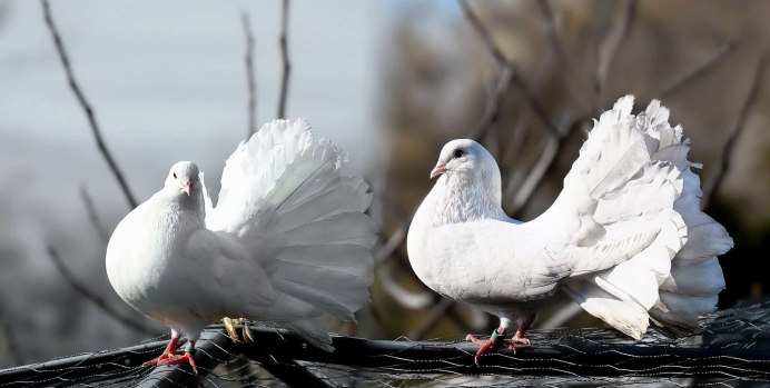 Красивые голуби