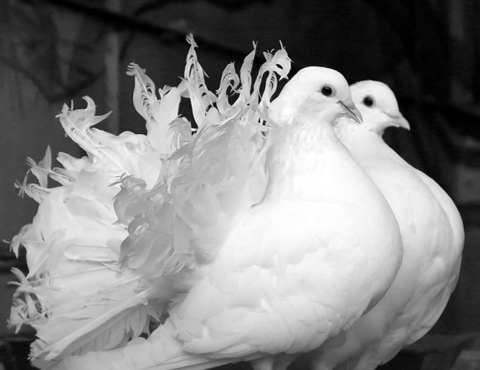 Красивый белый голубь