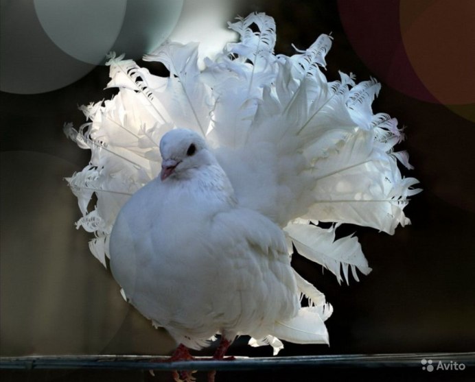 Голубь Павлин Чернохвостый