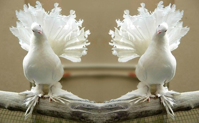 Голуби Павлины чубатые лохмоногие