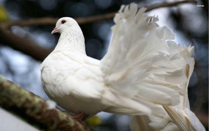 Белый голубь