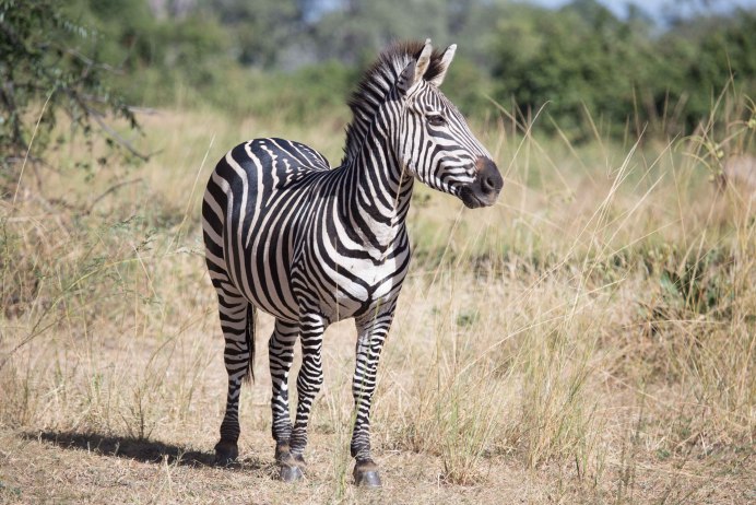 Зебра Греви в красной книге