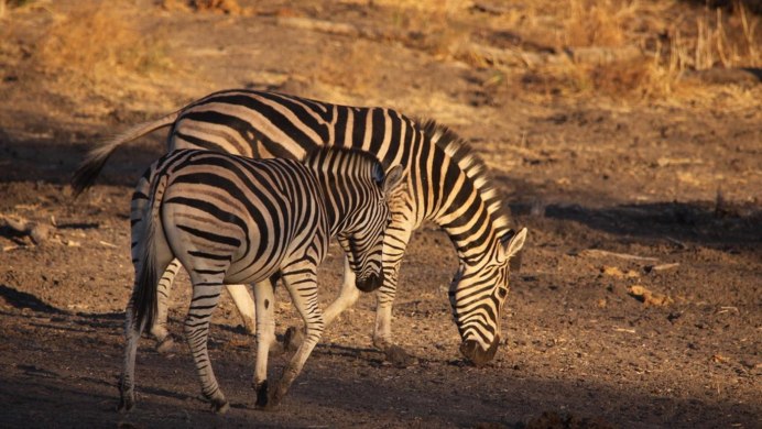 Зебры видео