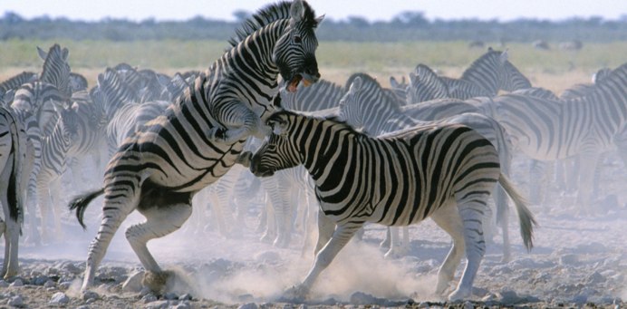 Mojo (African-American Culture)