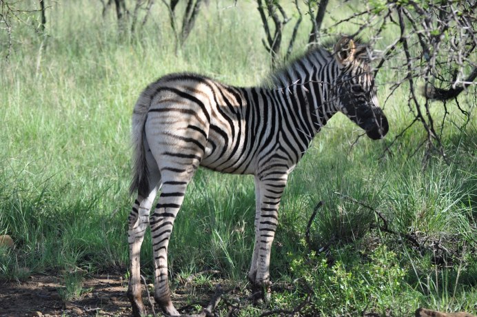Капская саванновая Зебра