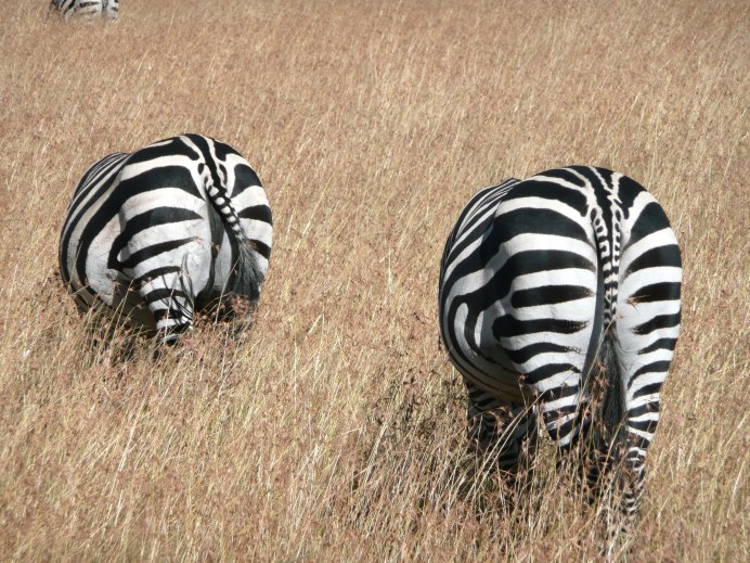 Как прячется Зебра от хищника