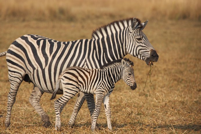 Венсенский зоопарк