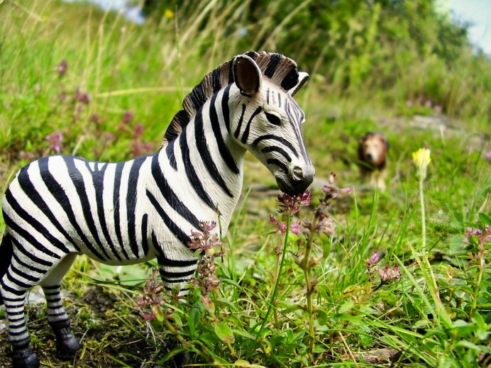 Зебра бежит