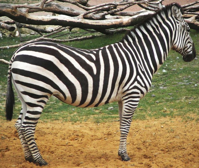 Член зебры