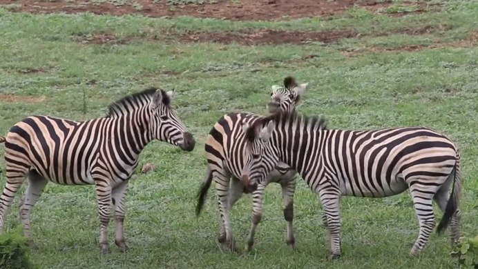 Самец зебры как называется