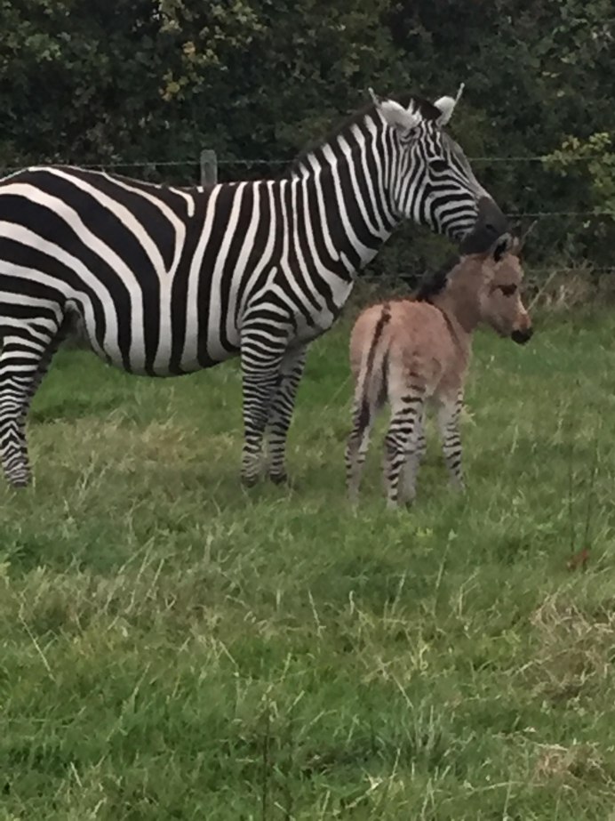 Zebra International distribution транскрипция