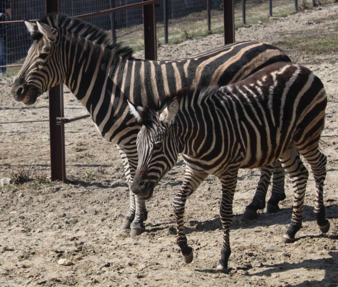 Зебры дерутся