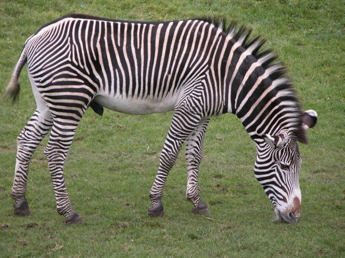 Зебра мужской пол