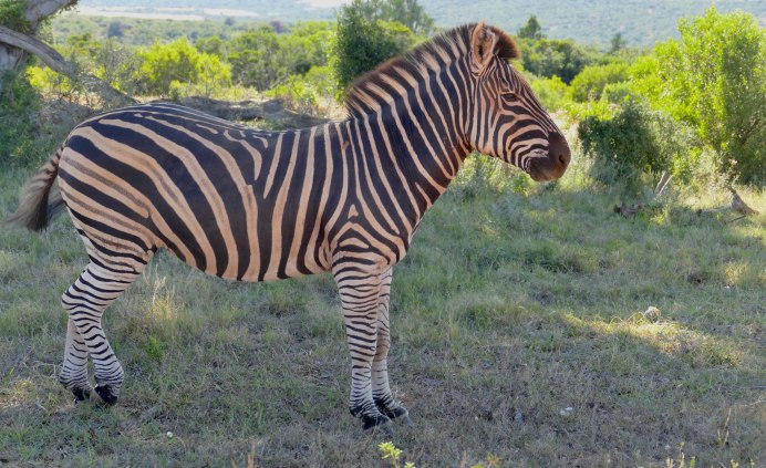 Зебра Греви и Бурчеллова Зебра