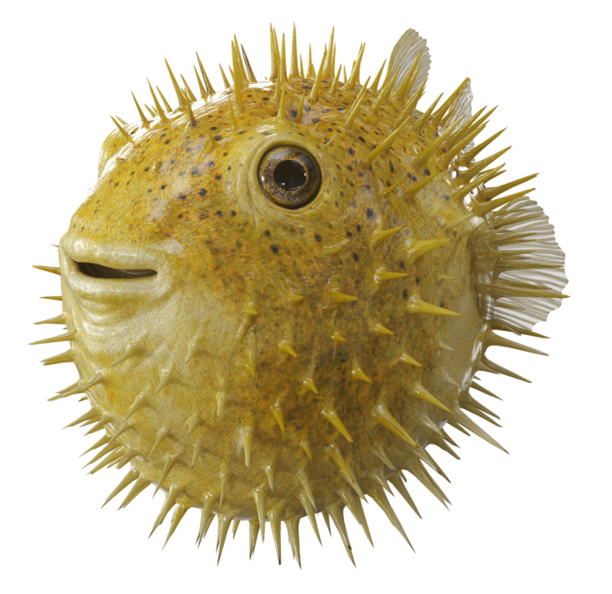 Рыба фугу и рыба еж