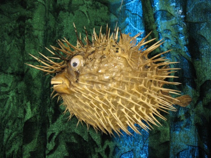 Длинношипая рыба еж