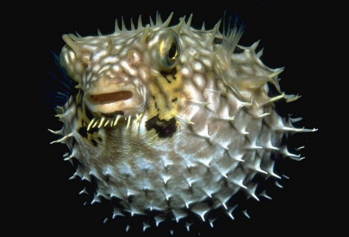 Иглобрюхие фугу