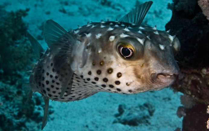 Ядовитая рыба фугу