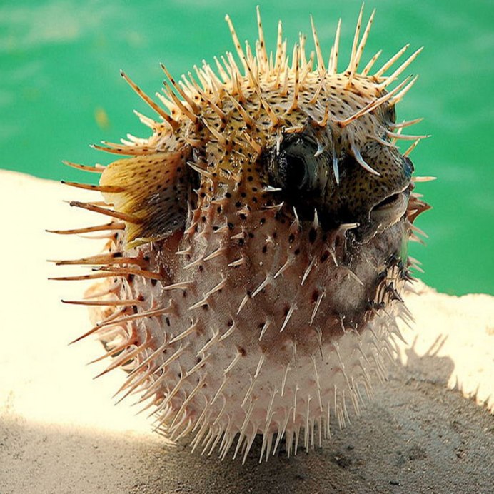 Рыба еж малек