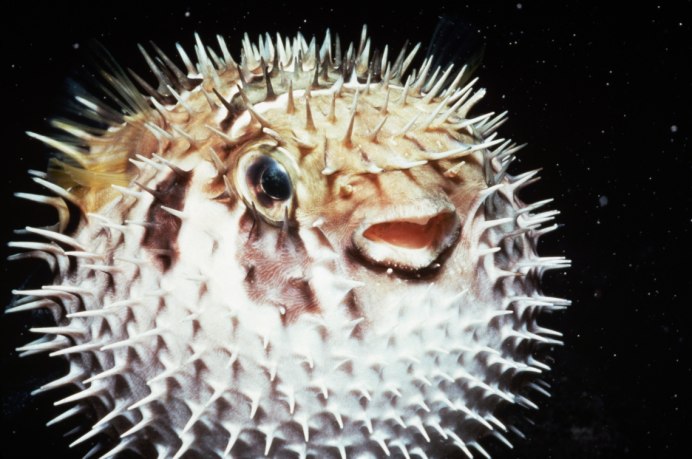 Иглобрюх Геншин