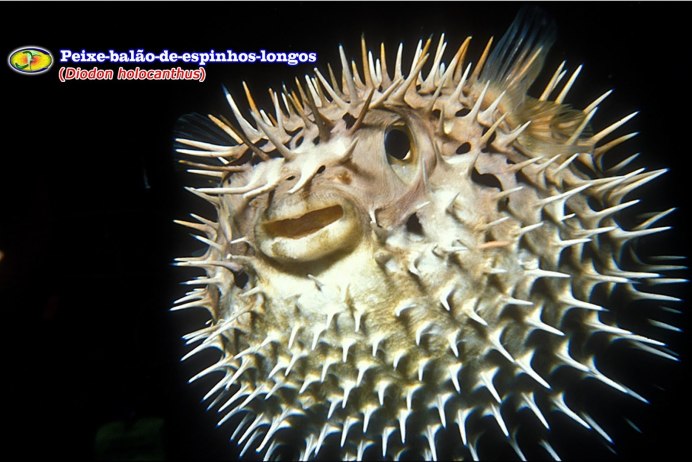 Карибский иглобрюх