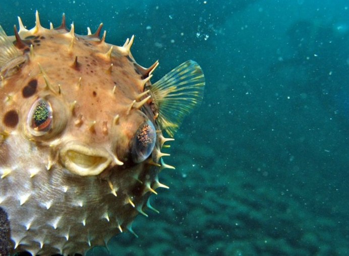 Рыба еж фугу