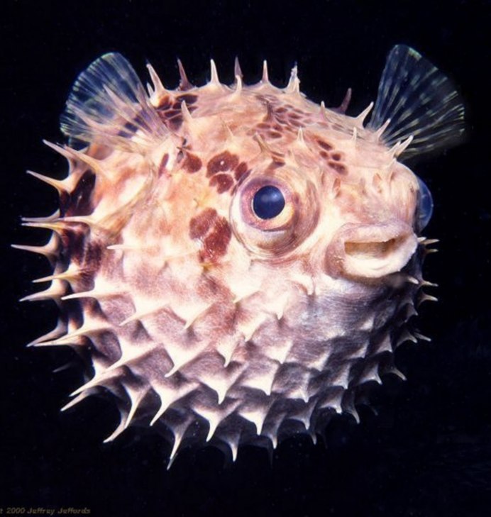 Иглобрюх Геншин