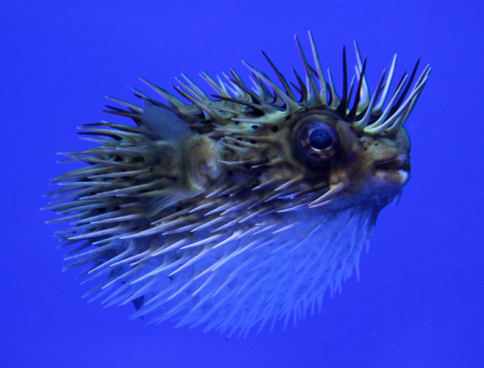 Рыба еж фугу