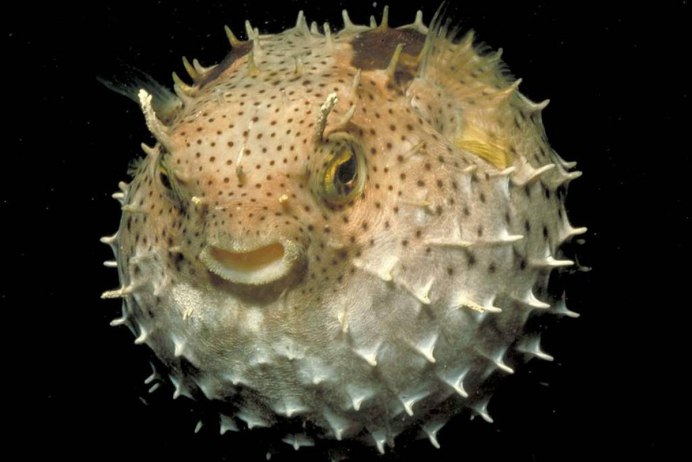 Диодон рыба еж