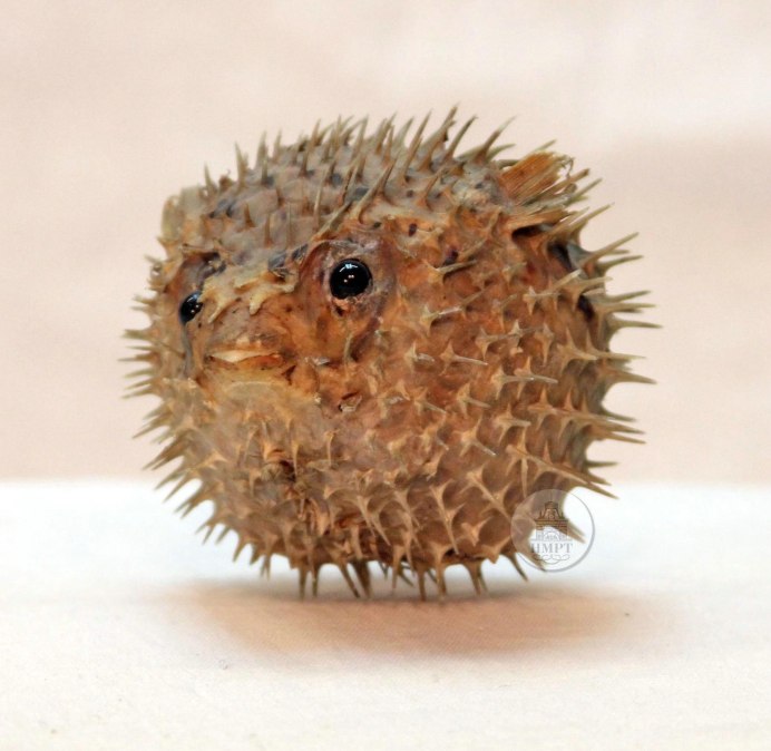 Рыба еж малек