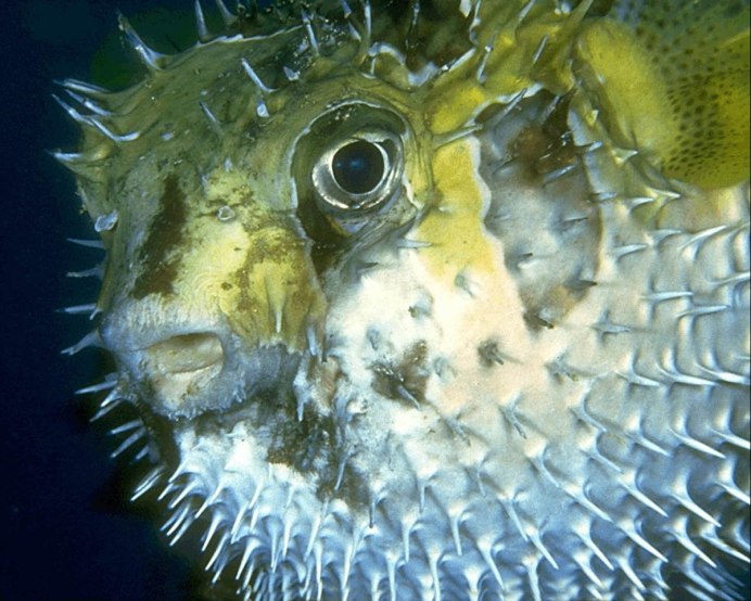 Рыба еж фугу