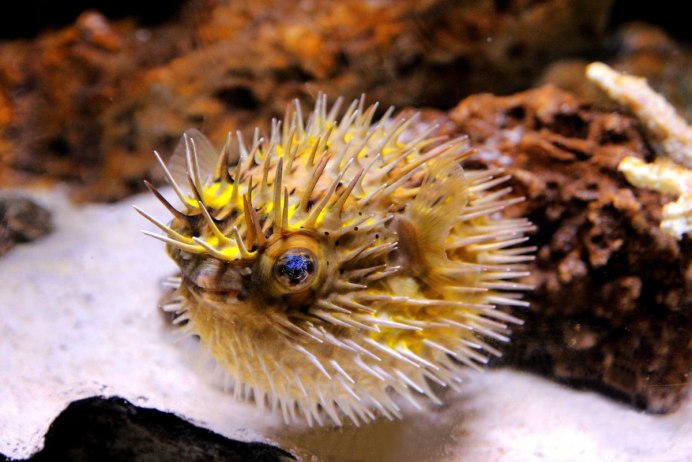 Еж-Дикобраз рыба