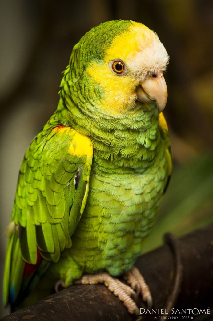 Попугаи неразлучники персиковые