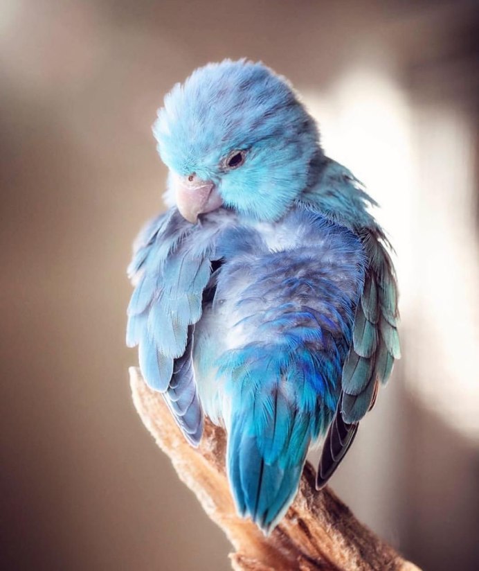 Попугаи волнистые попугайчики