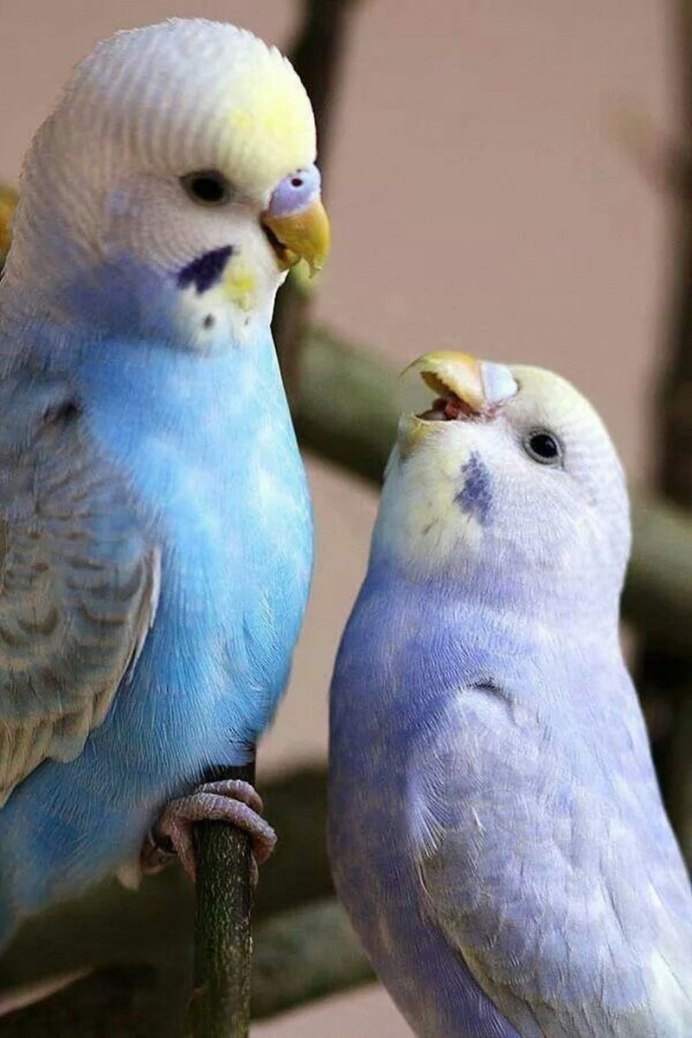 Неразлучник альбинос