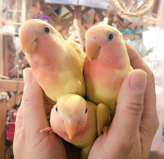 Попугаи неразлучники Эстетика