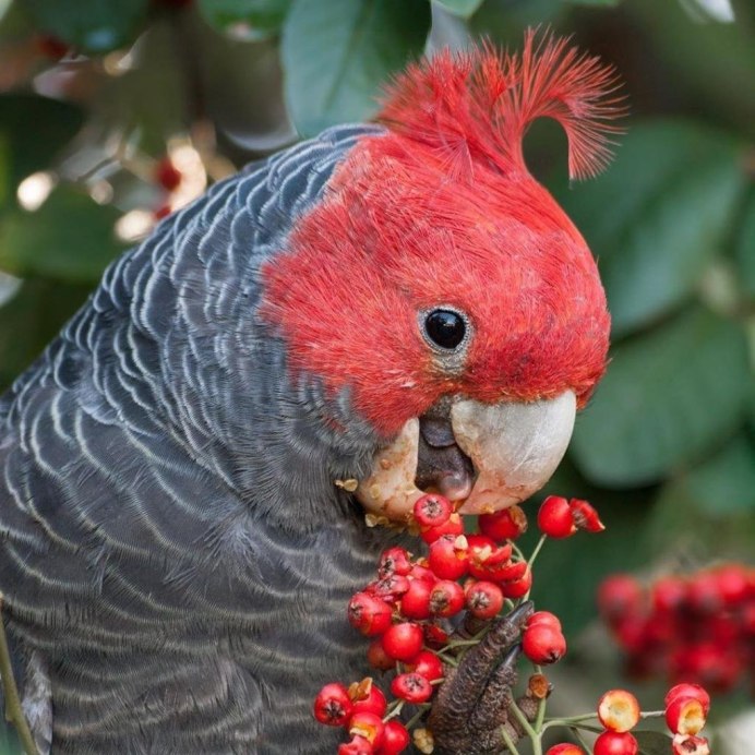 Попугай корелла