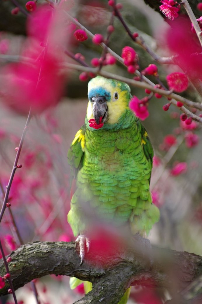 Маленькие попугаи